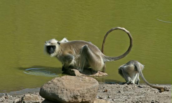 Common Langur, Banhavgarh National Park, Madhya Pradesh, India